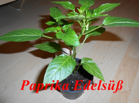 DSCN0113.webp