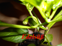 DSCN0114.webp
