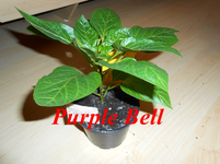 DSCN0116.webp