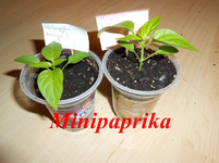 DSCN0117.webp