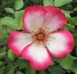 pretty_kiss_7.webp