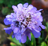 skabiose blau.webp