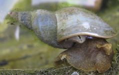 spitzschlammschnecke.webp