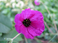 Guiseppe.webp