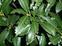 003.webp