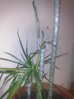 kranker Drachenbaum.webp