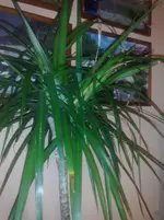 kranker Drachenbaum2.webp