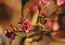 knospiger Schneeball_mini.webp