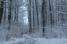 2013_0114Winter0011.webp
