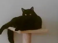 Teufeli auf Katzenbaum.webp