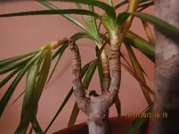kranker Drachenbaum3.webp