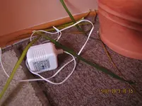 kranker Drachenbaum4.webp
