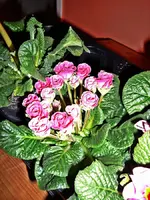 P1090370.webp