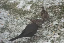 2013_0115Winter0009.webp