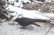2013_0115Winter0012.webp