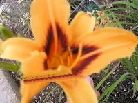 Bonanza.webp