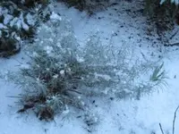 009.webp