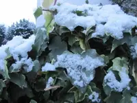 013.webp