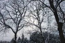 verschn Nussbäume.webp