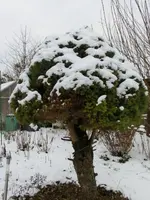 CIMG2475.webp