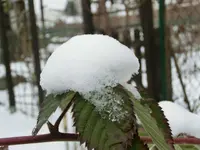 CIMG2470.webp
