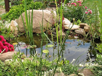 Miniteichbepflanzung.webp