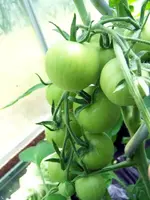 12.06.25_treibhaus_tomaten_tamina_unreif.webp