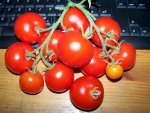 12.08.12-tomatenfruechte_tamina.jpg