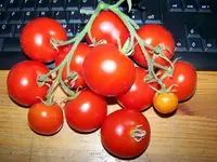 12.08.12-tomatenfruechte_tamina.webp