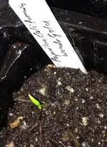 Paprika wonder Gold.webp