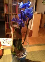orchidee.webp