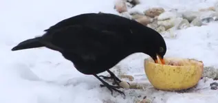H Amsel mit käftigen Hieben+.webp