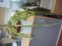 2013-01-09 15.17.36.webp