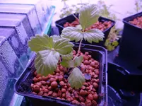 Erdbeeren.webp