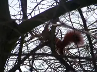 eichhörnchen 001.webp