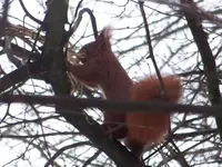 eichhörnchen 002.webp
