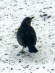 Amsel-Frau_6510.JPG