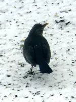 Amsel-Frau_6510.webp