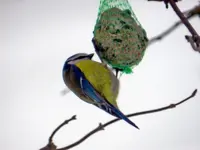Blaumeise_6522.webp
