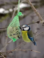 Blaumeise_6520.webp