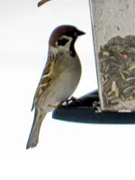 Spatz_710.webp