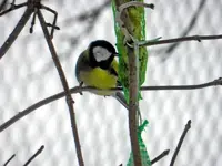 Kohlmeise_725.webp