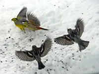 Spatzen Goldammern_6664.webp