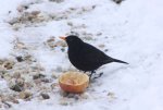 H Amsel1.jpg