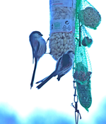 Schwanzmeisen_500.webp