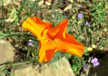 P1010614hausorange.webp