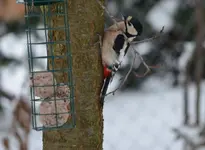 spechti.webp