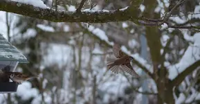 flug.webp