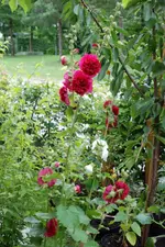 DSC_7064.2.Juli.webp