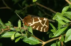 Brauner Bär,Guxhagen.webp